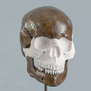 Model 360 czaszki po zrekonstruowaniu brakujących części